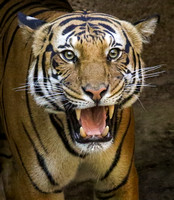 A Big Tiger Roar!