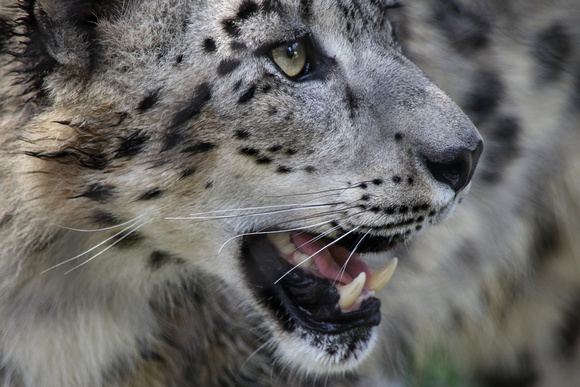 Snow Leopard Smile