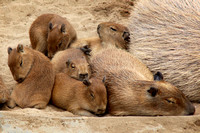 Comfy Capybaras