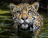 A Big Jag in a Small Pond