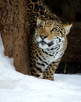 The Wonder of a Jaguar's First Snow