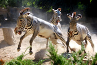 Zebras Gone Wild