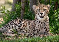 Cheerful Cheetah