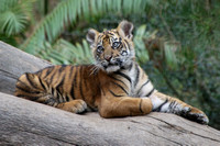 Tiger Cub Fun