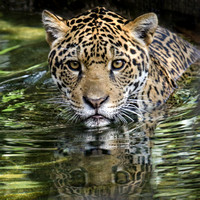LIquid Jaguar