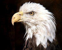The Noble Bald Eagle