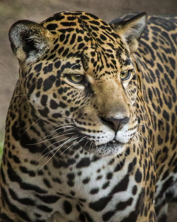 Jaguar Beauty