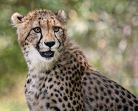 Growing Cheetah Cubs