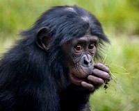 Belle the Bonobo