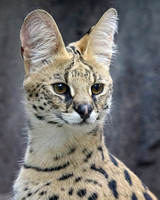 Sophisticated Serval