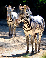 A Visit With the Grevy's Zebras