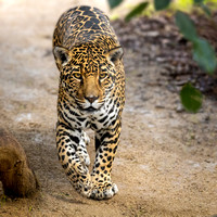 Nindiri - She Walks Softly, Full of Jaguar Power & Beauty
