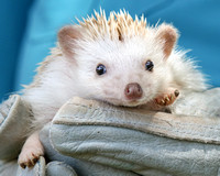 There She Is, the Happy Hedgehog!