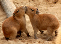 Kissing Capybara Kids