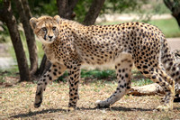 Cat Walk, Cheetah Style