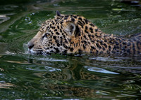 Jag in the Water