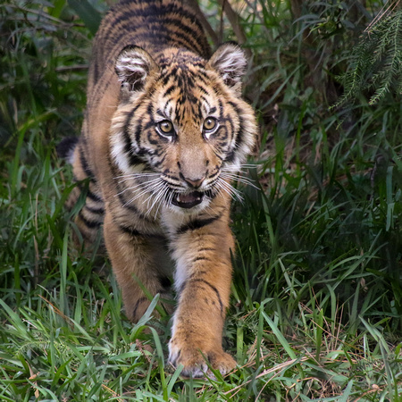 From the Thick of the Jungle, a Fierce Tiger Cub Appears!