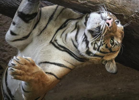 Grown Up Tigers Can Be Silly, Too!