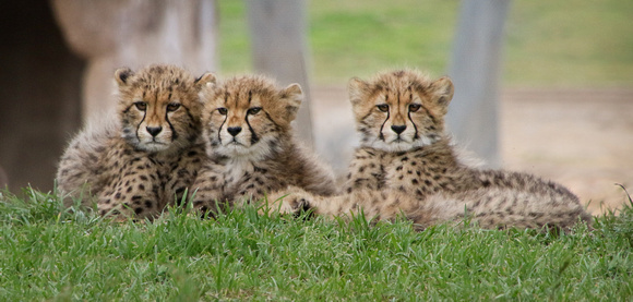 Three Little Cubs