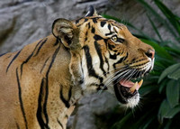 Tiger Smile Profile