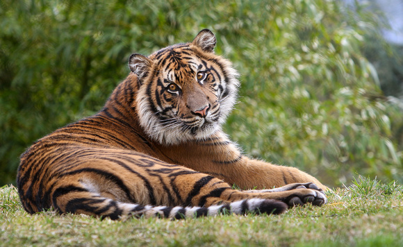 Suka, Melting Hearts with His Tiger Charm