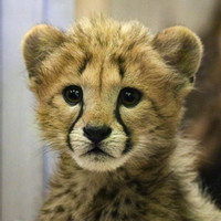Cheetah Cuties