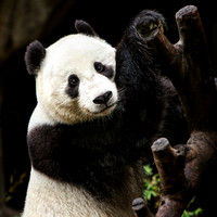 Wu, the Teddy Bear Panda