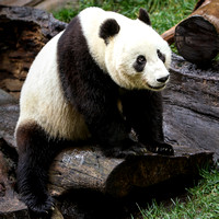 Precious Panda Pose