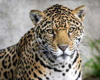 Valerio, the Most Expressive Jaguar I Know