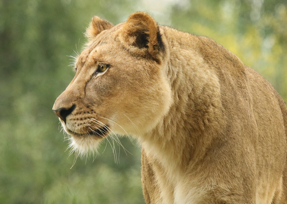 Lovely Young Lioness