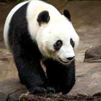 Panda Power, Wu Style