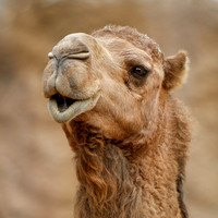 Happy Camel, Happy Day!
