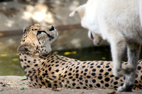 Bakka the Cheetah & Miley the dog