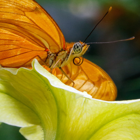 Butterfly in Bloom