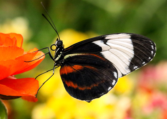 Longwing in the Brightness of Spring