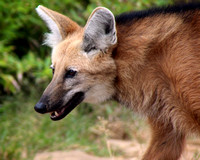 Maned Wolf On the Move