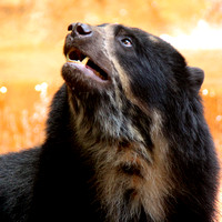 Turbo the Andean Bear