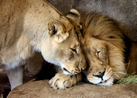 Lion Love