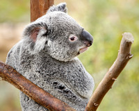 Did Someone Say, "Eucalyptus"?