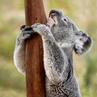 Koala Klimber