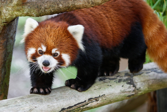 A Cheerful Red Panda Hello