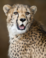 Cheerful Cheetah Cub