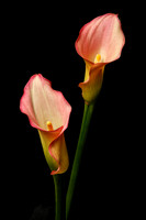 A Couple of Calla Lilies