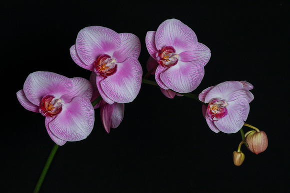 Arching Orchids
