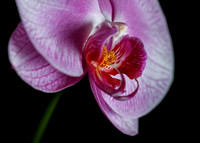 Orchid Angles