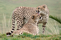 Cheetah sisters