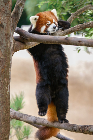 The Dance of the Red Panda