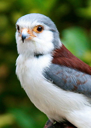 Jambo the Pygmy Falcon