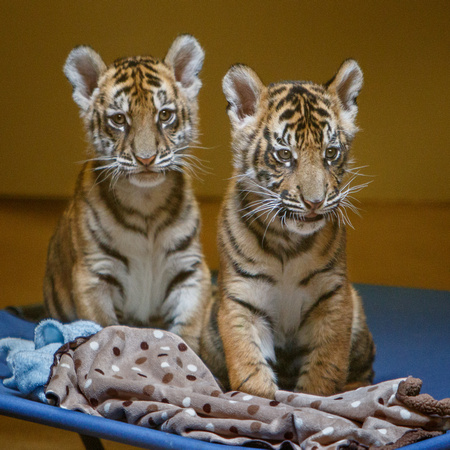 Two Little Tiger Boys