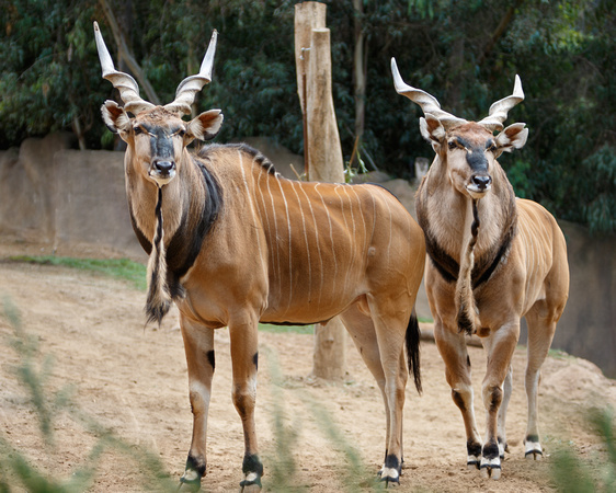 Amazing Antelopes